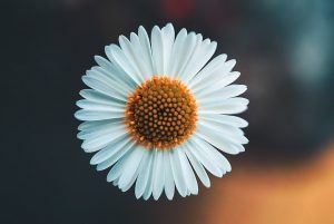 white daisy in bloom during daytime